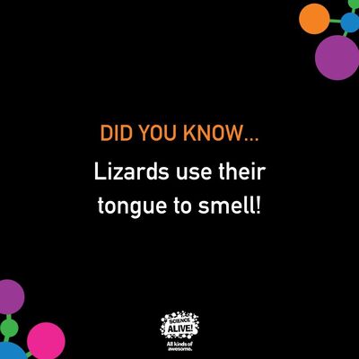 Did you know... 🦎⁠
⁠
#funfact #didyouknow #sciencealive #allkindsofawesome